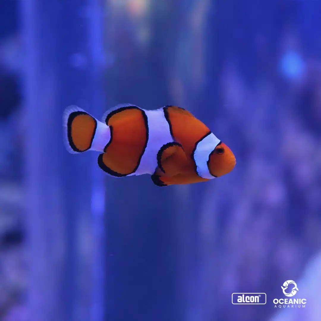 Foto real de Museu do Mar