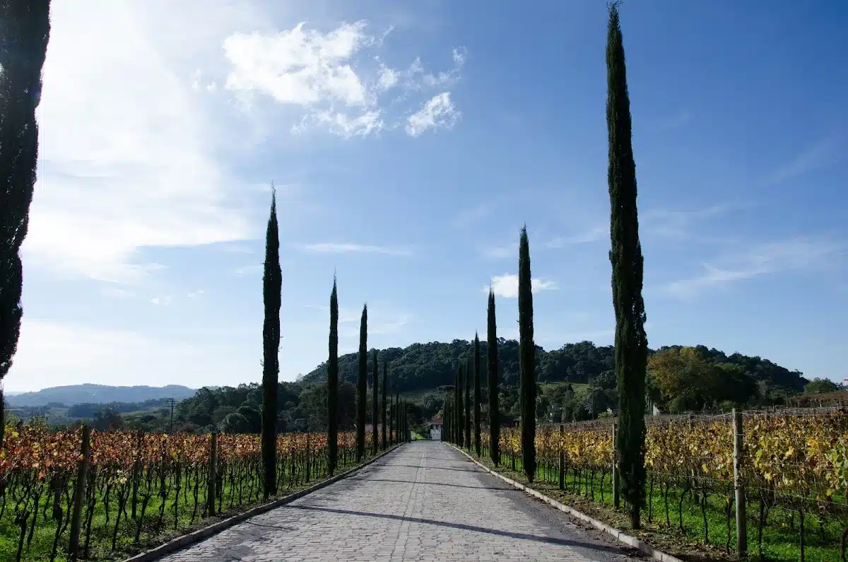 Foto real de Vinicola Alma Unica