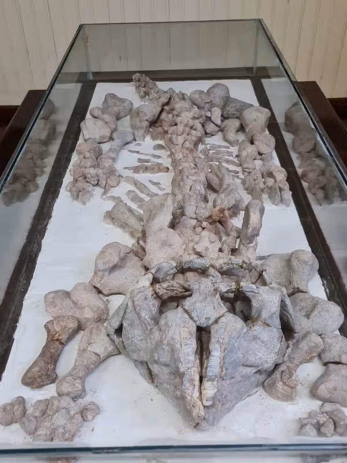 Foto real de Museu do Homem do Sambaqui