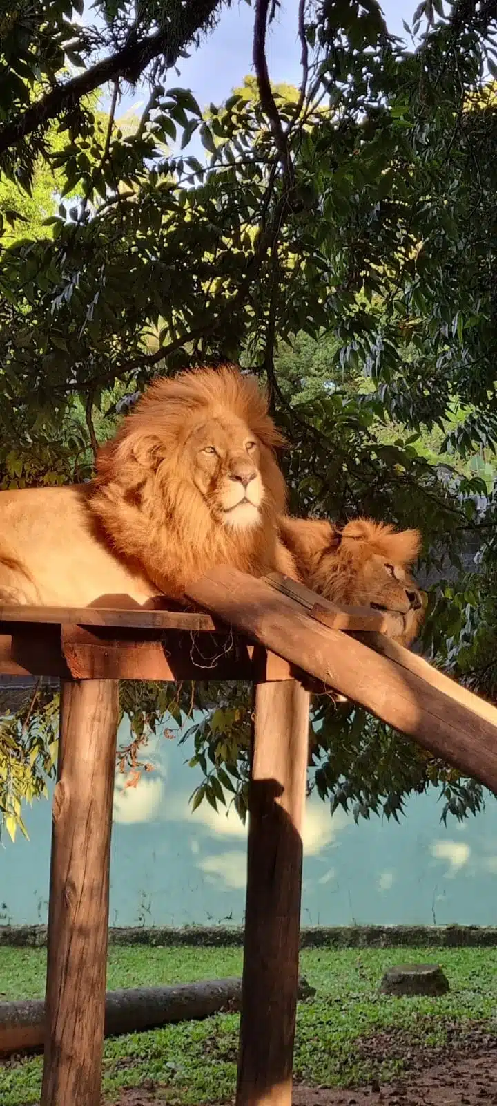Foto real de Zoo Pomerode