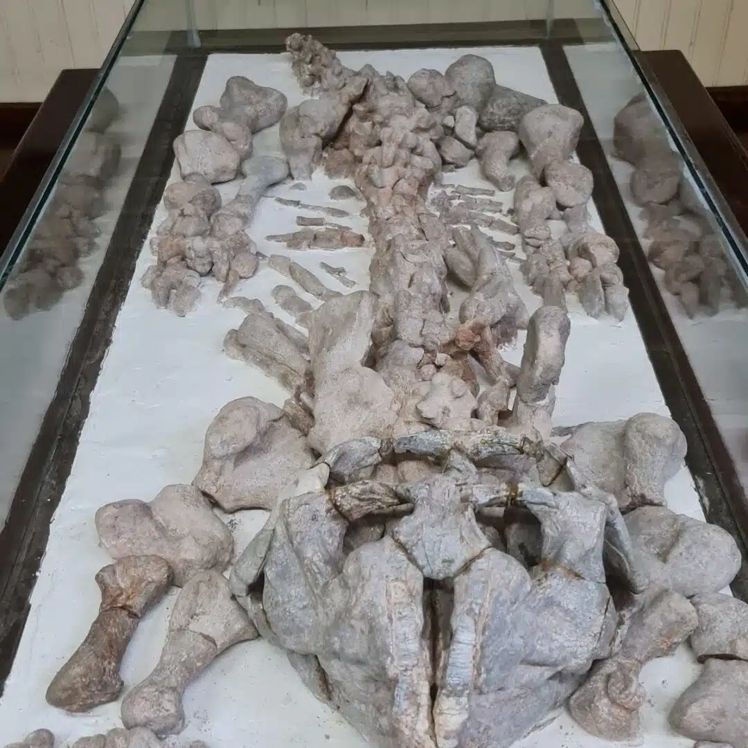 Foto real de Museu do Homem do Sambaqui