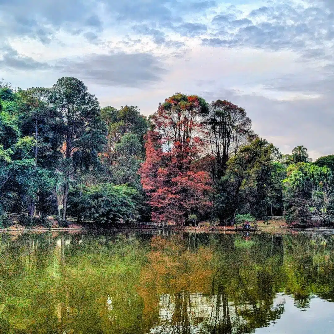 Foto real de Horto Florestal
