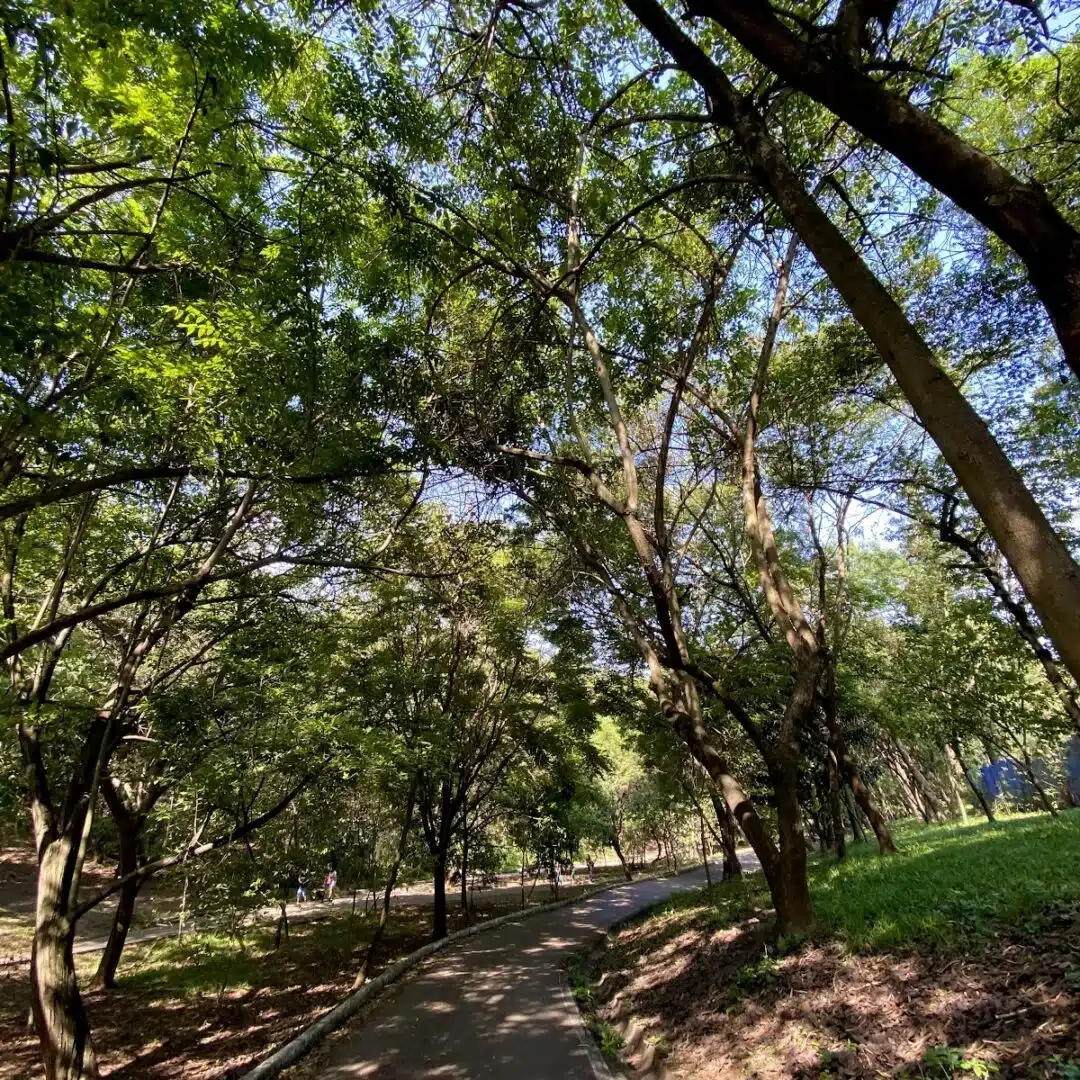 Foto real de Parque Municipal Dionísio Alvares Mateos