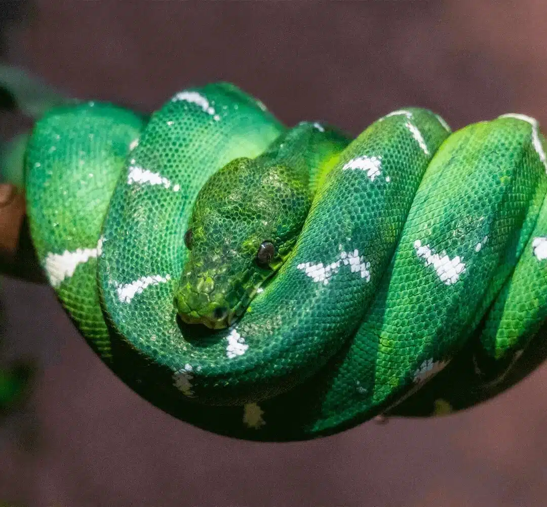 Foto real de Zoológico de São Paulo