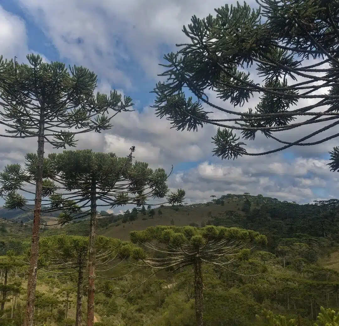 Foto real de Trilha Ecológica do Rio Sapucaí