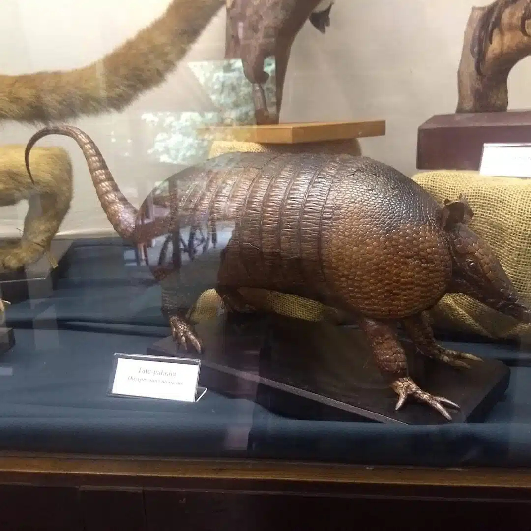 Foto real de Museu de Ecologia e Botânica