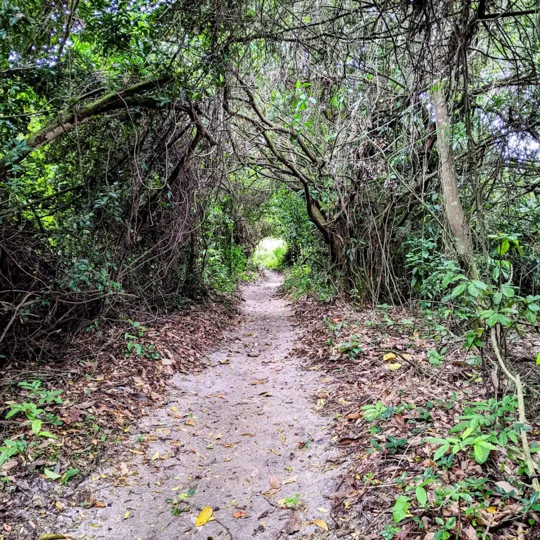 Foto real de Parque Natural Municipal de Mendes