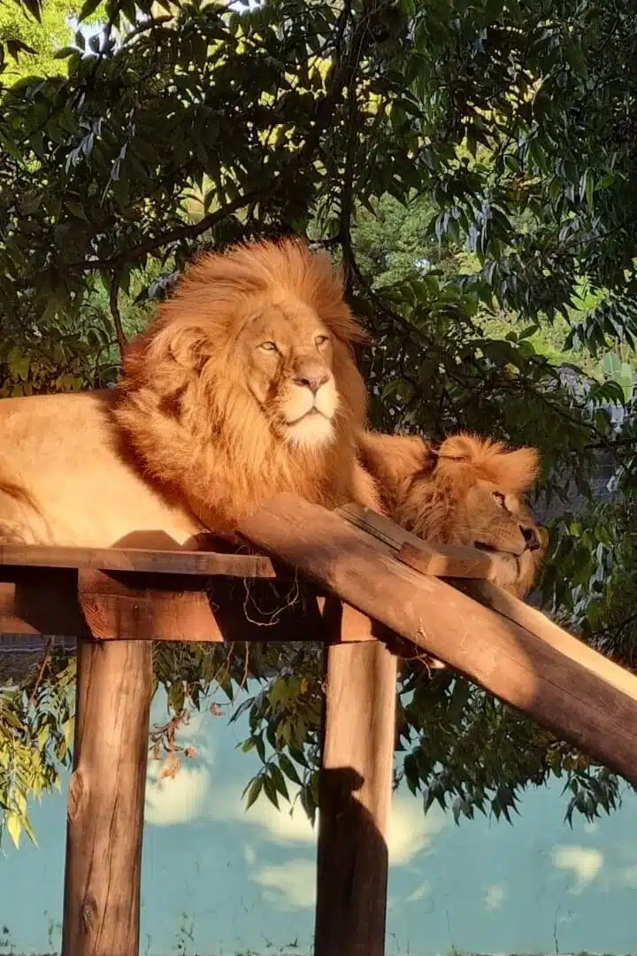 Foto real de Zoológico de Pomerode