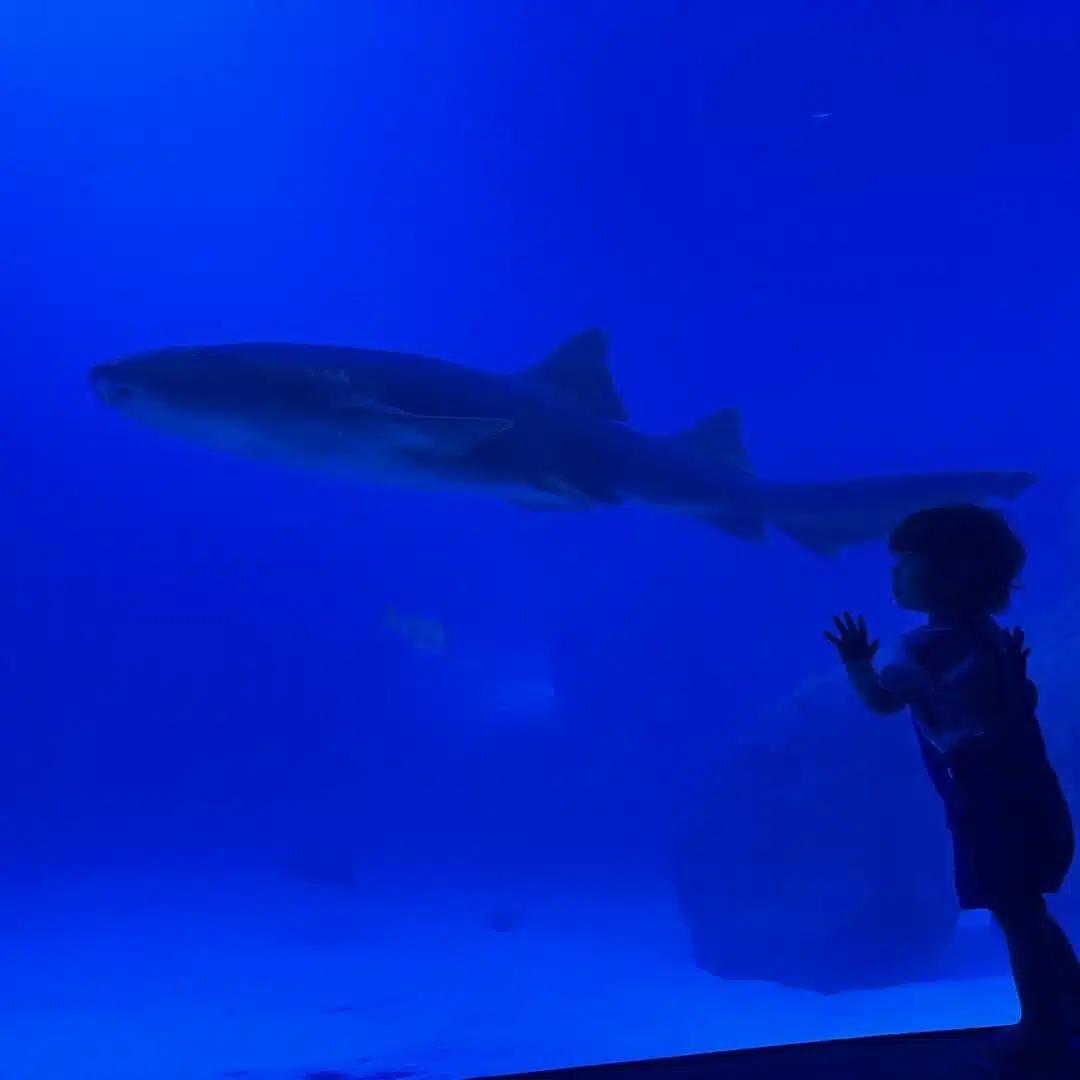Foto real de AquaFoz