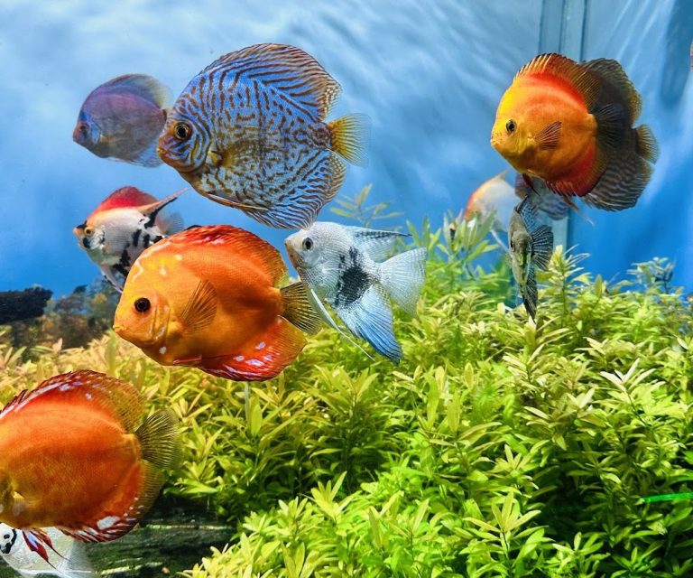 Foto real de Oceanic Aquarium Balneário Camboriu