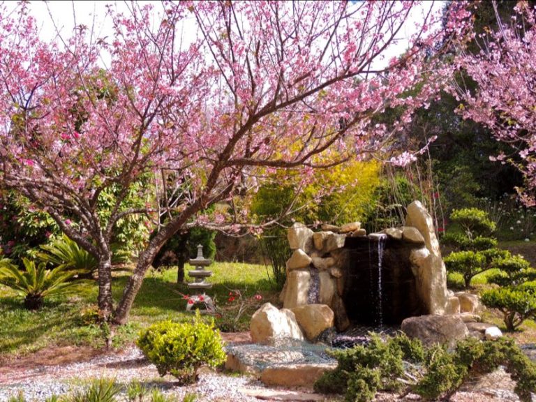 Foto real de Parque da Cerejeira
