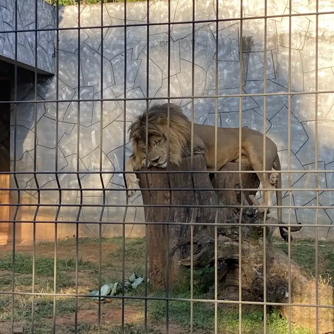 Foto real de Zoológico Municipal de Guarulhos