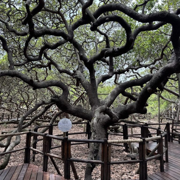 Foto real de Cajueiro da Praia de Pirangi