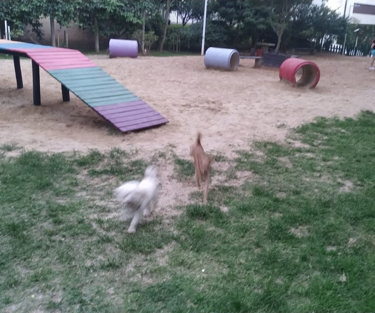 Foto real de Dog Park Balneário Camboriú
