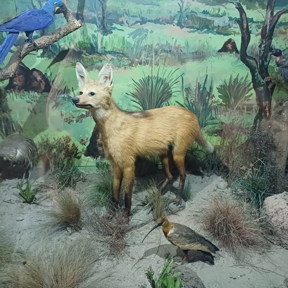 Foto real de Museu de História Natural Capão da Imbuia