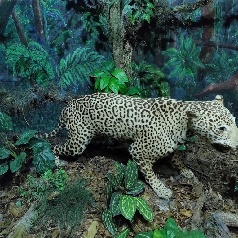 Foto real de Museu de História Natural Capão da Imbuia