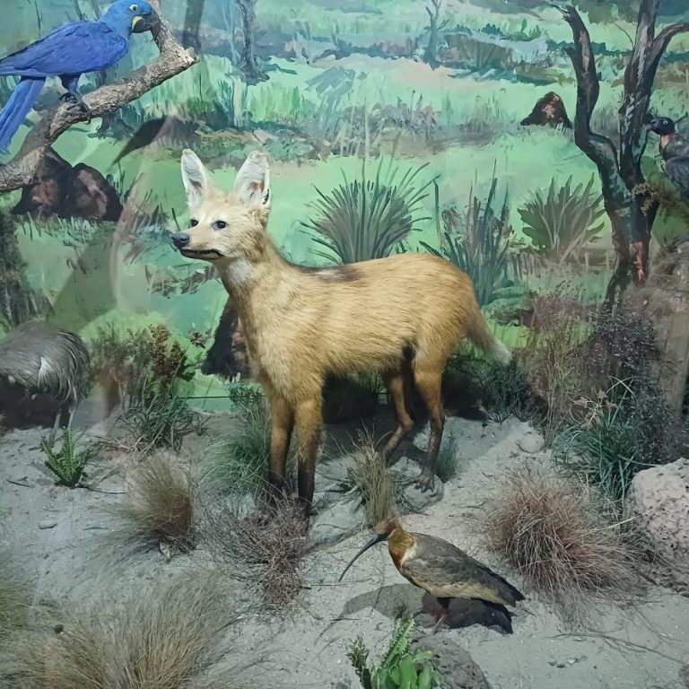 Museu de História Natural Capão da Imbuia
