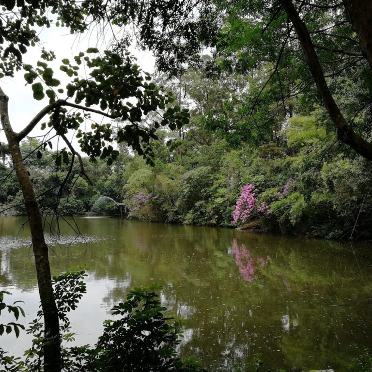 Foto real de Parque Chico Mendes