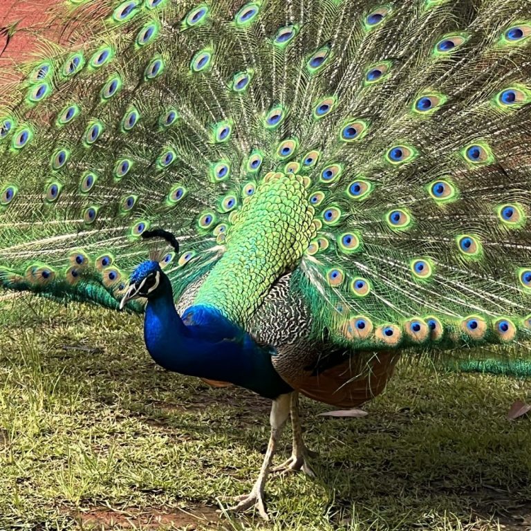 Foto real de Parque Municipal Dom José - Barueri