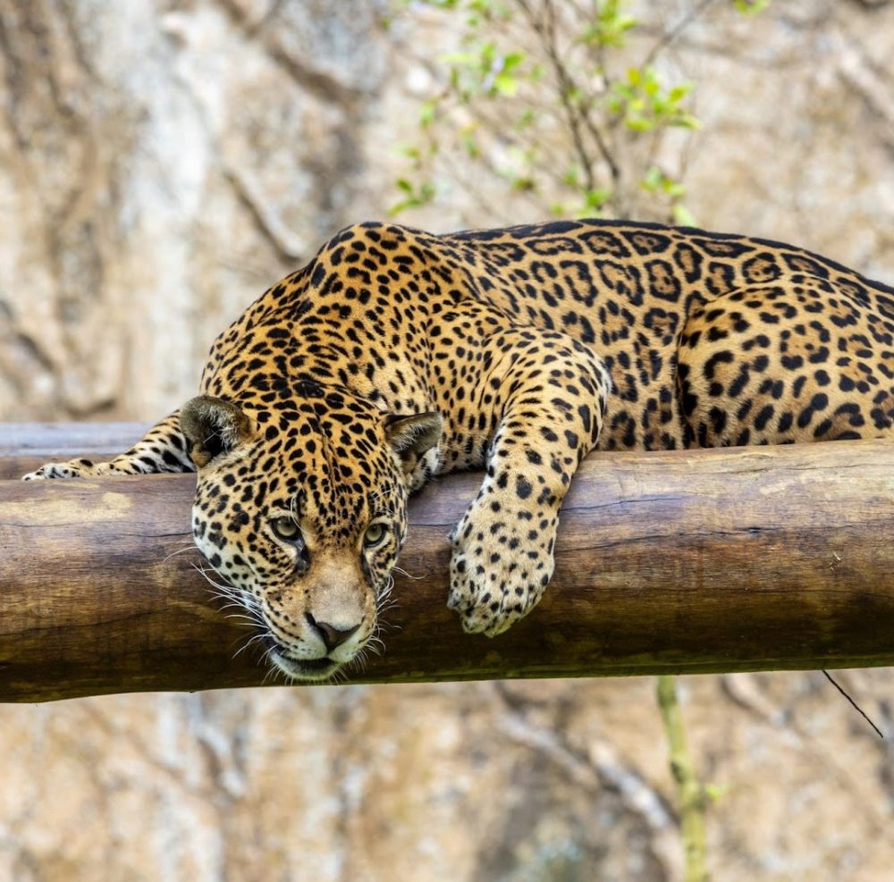 Foto real de Zoo São Paulo