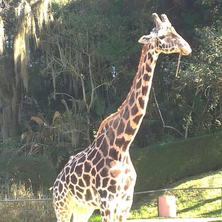 Foto real de Zoológico Municipal de Curitiba