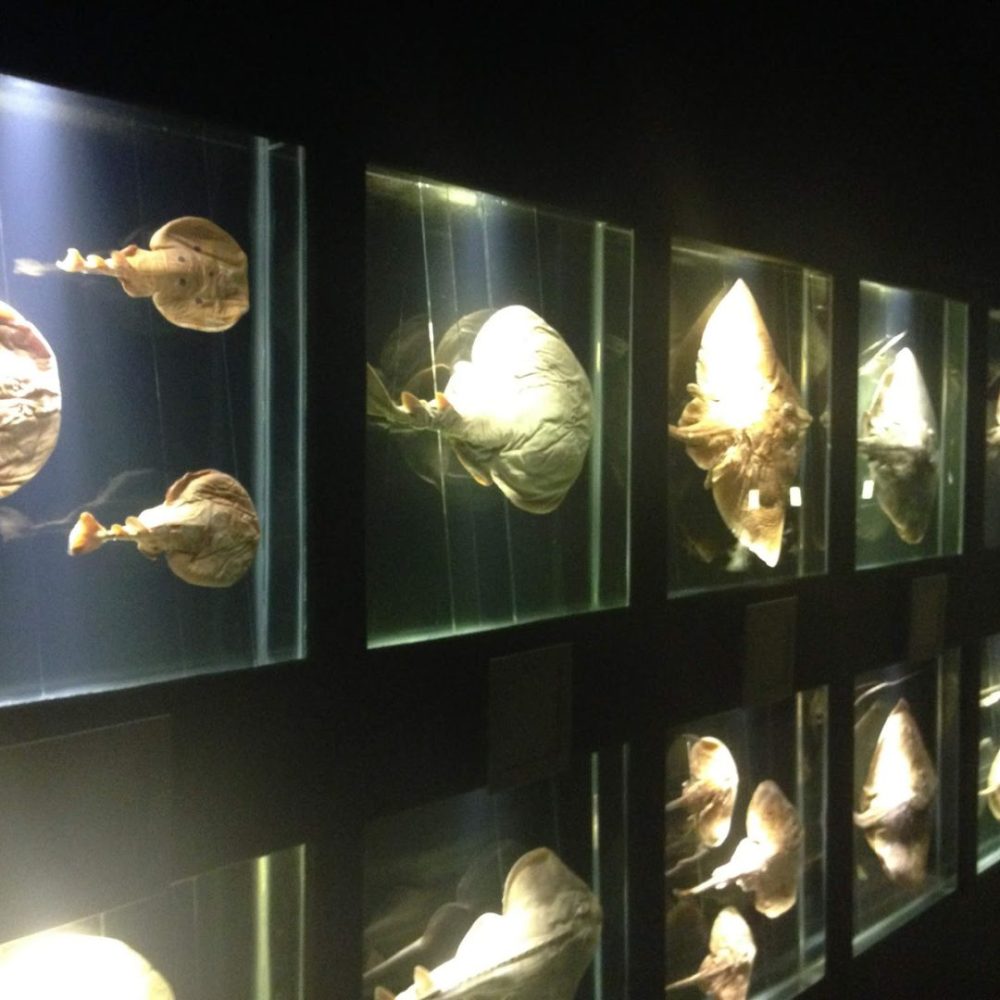 Foto real de Museu Oceanográfico Univali