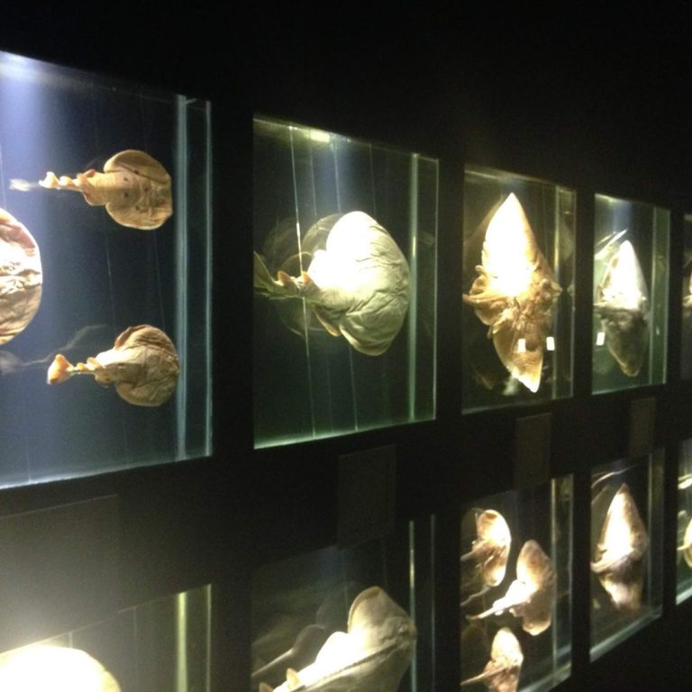 Museu Oceanográfico Univali